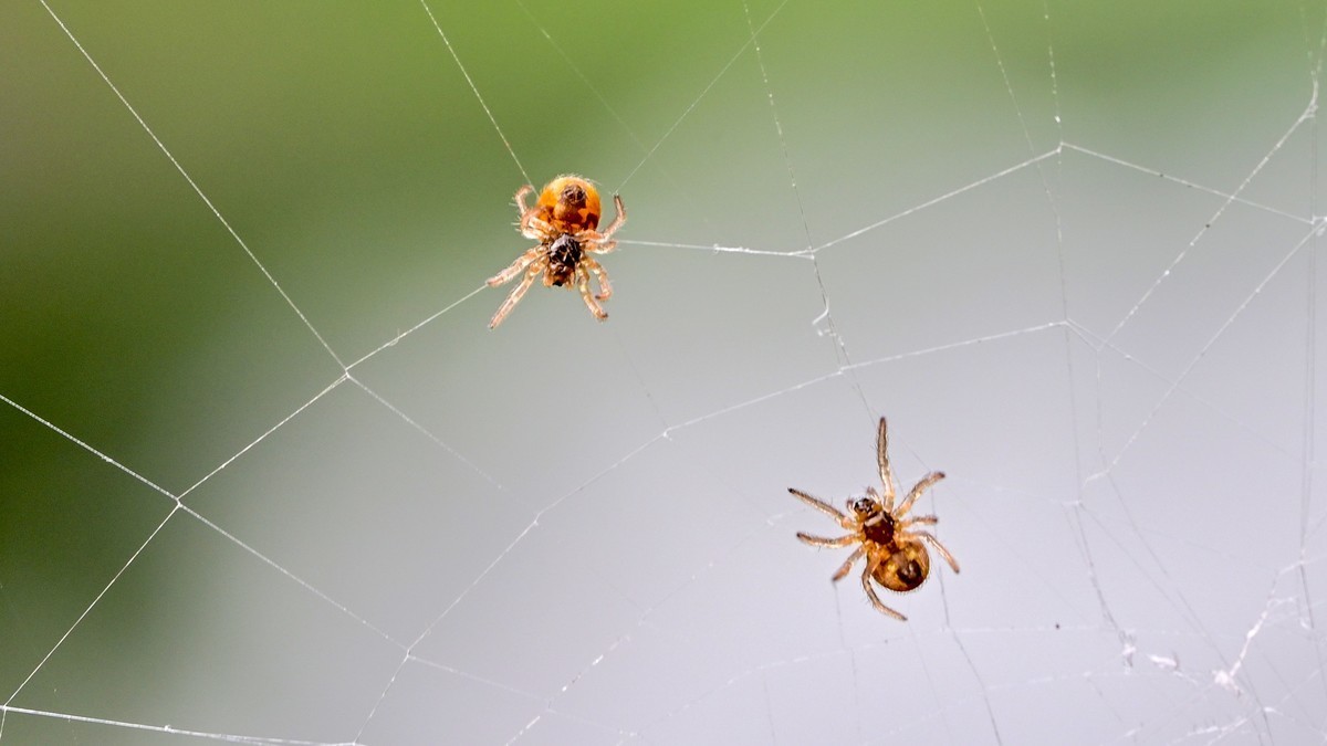 1毫米大的蜘蛛头上长了一堆眼睛，嘴里还能咬个更小的蜘蛛，这世界真奇妙！