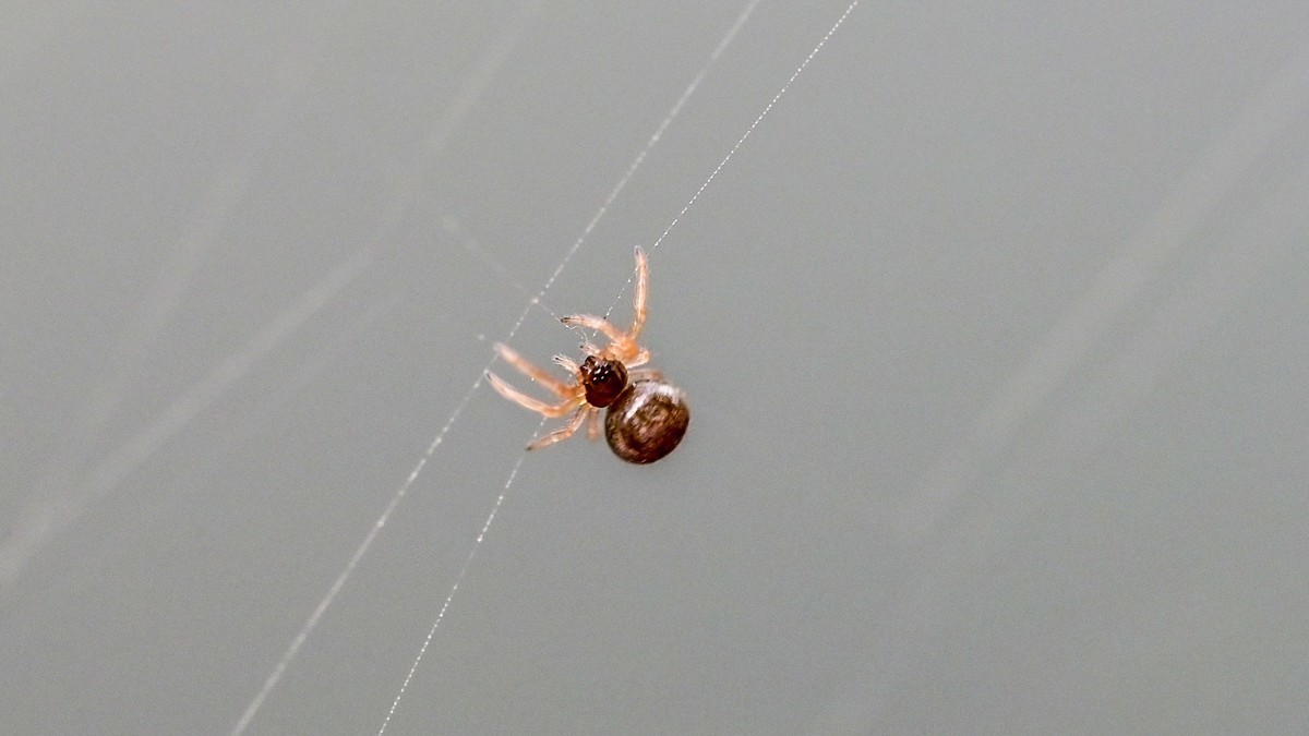1毫米大的蜘蛛头上长了一堆眼睛，嘴里还能咬个更小的蜘蛛，这世界真奇妙！