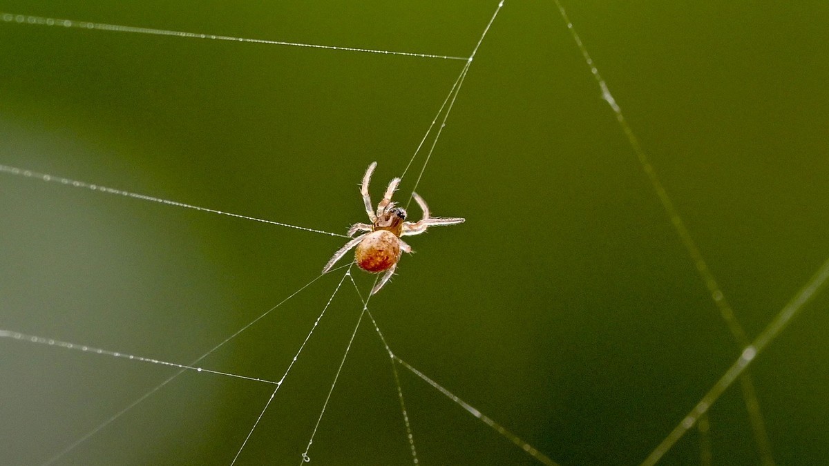 1毫米大的蜘蛛头上长了一堆眼睛，嘴里还能咬个更小的蜘蛛，这世界真奇妙！