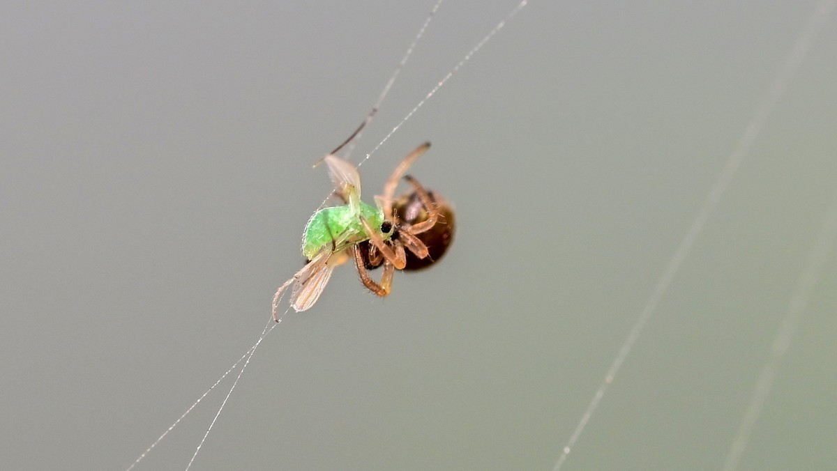 1毫米大的蜘蛛头上长了一堆眼睛，嘴里还能咬个更小的蜘蛛，这世界真奇妙！