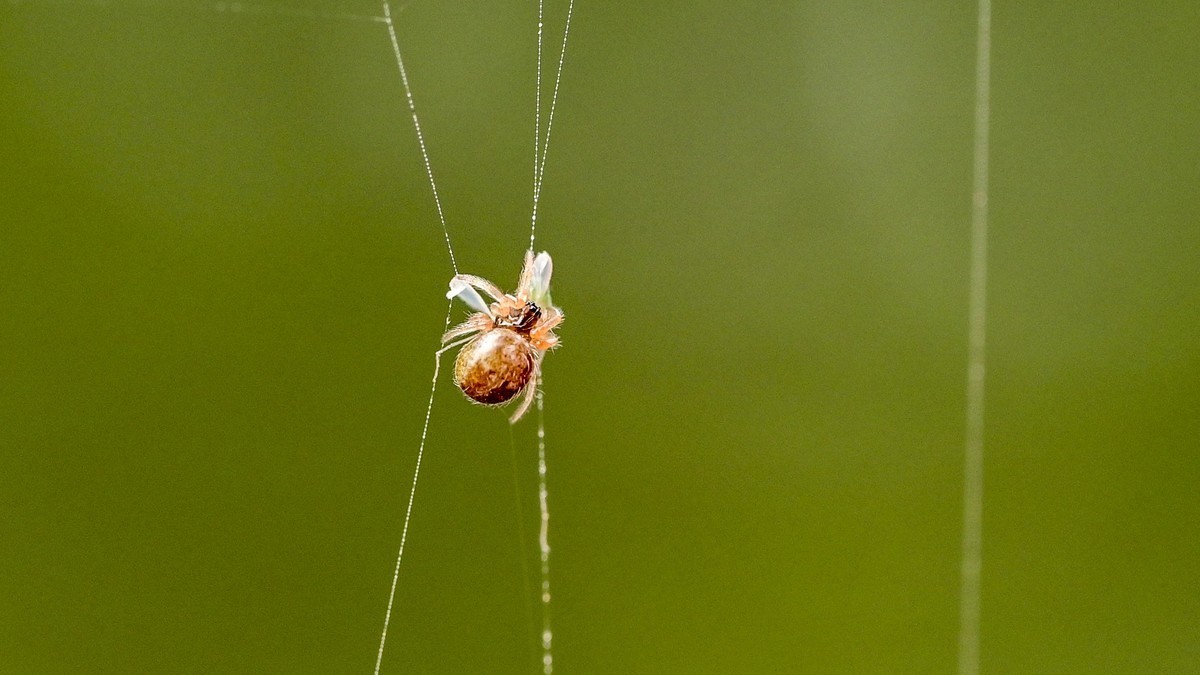 1毫米大的蜘蛛头上长了一堆眼睛，嘴里还能咬个更小的蜘蛛，这世界真奇妙！