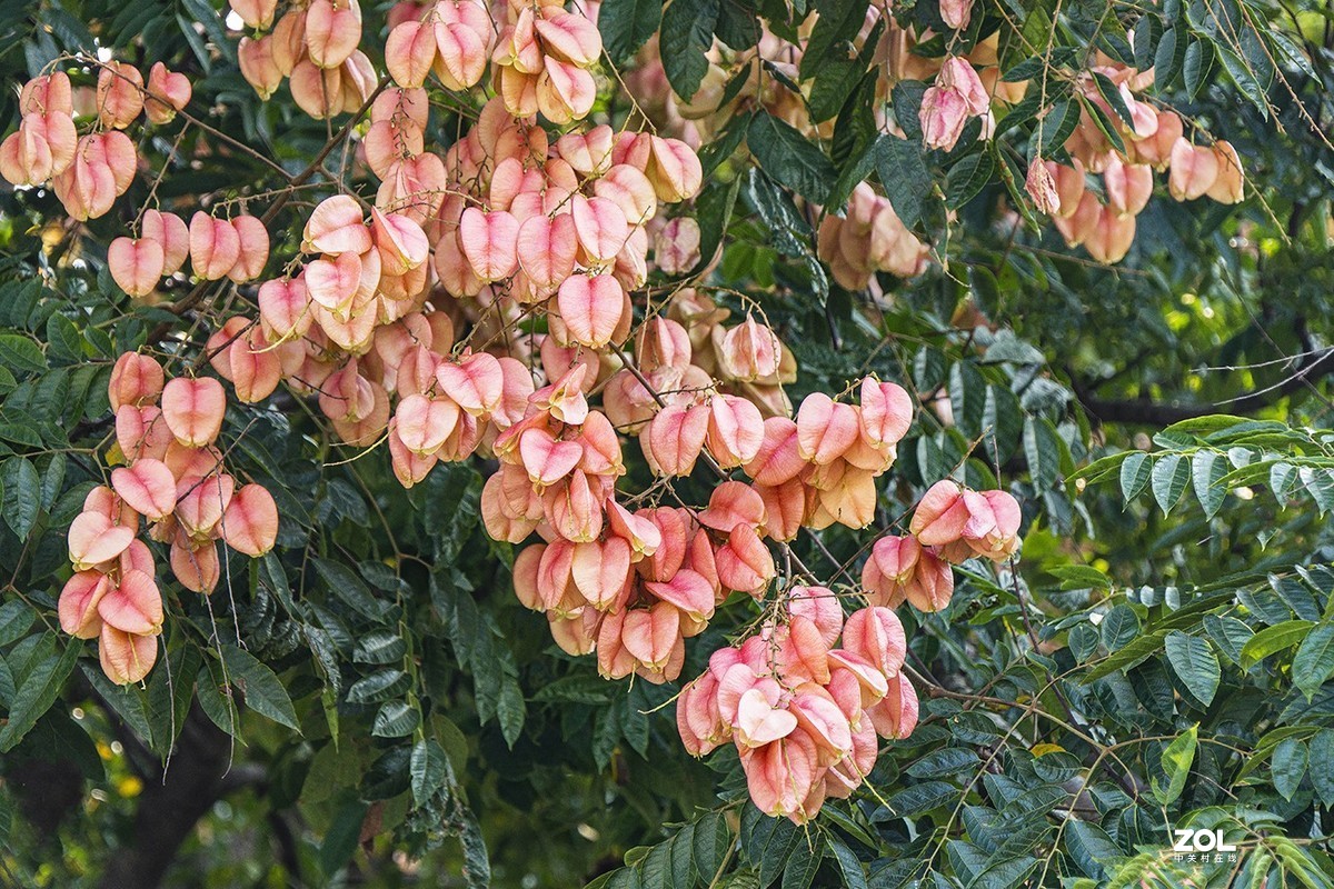 栾树开花结果也漂亮（2）