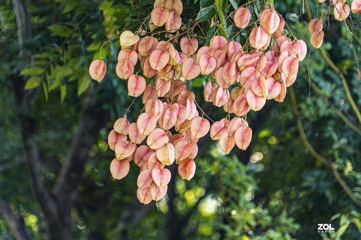 栾树开花结果也漂亮（2）