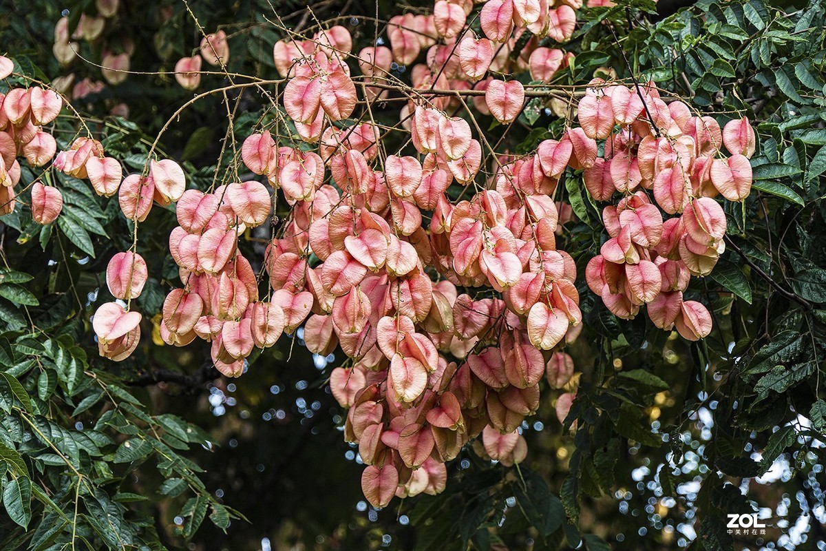 栾树开花结果也漂亮（2）