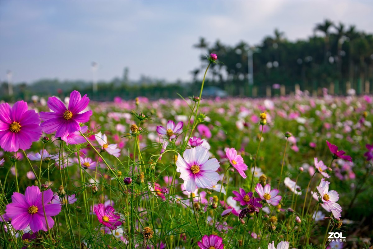 春暖花开 牛气冲天