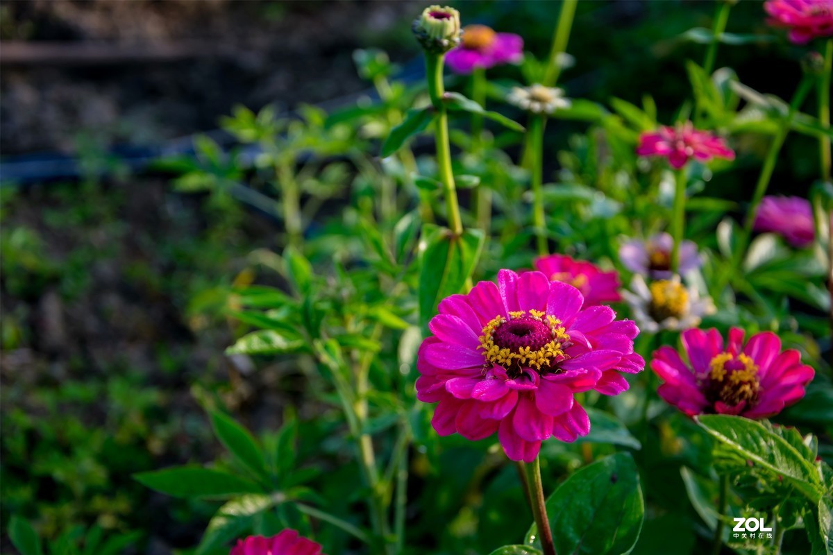春暖花开 牛气冲天