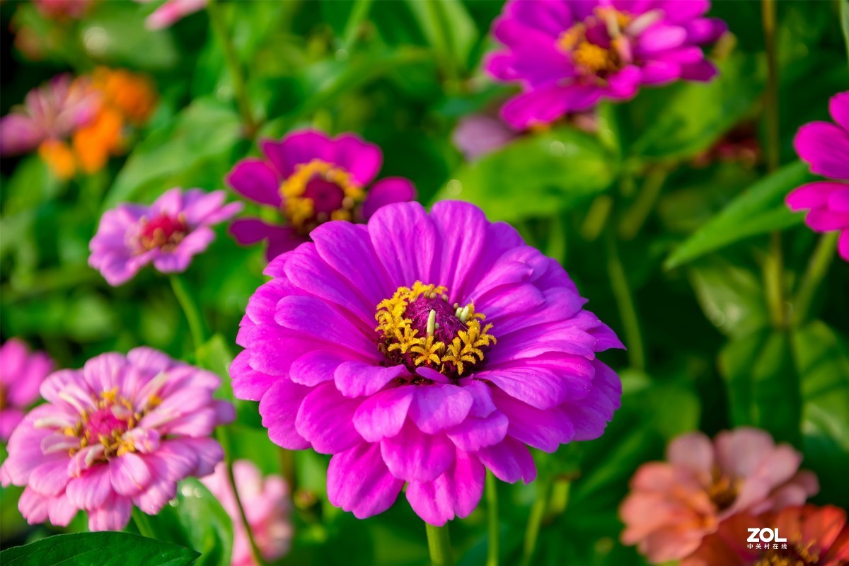 春暖花开 牛气冲天