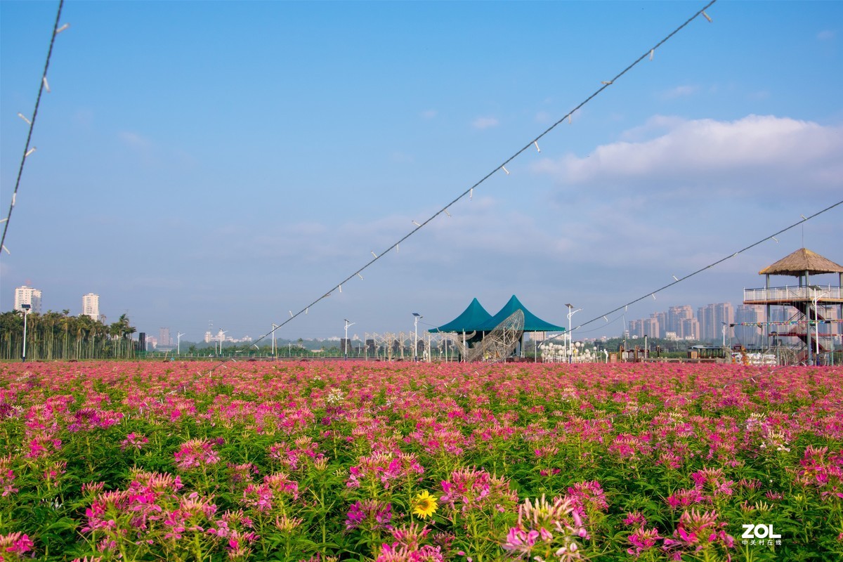 春暖花开 牛气冲天