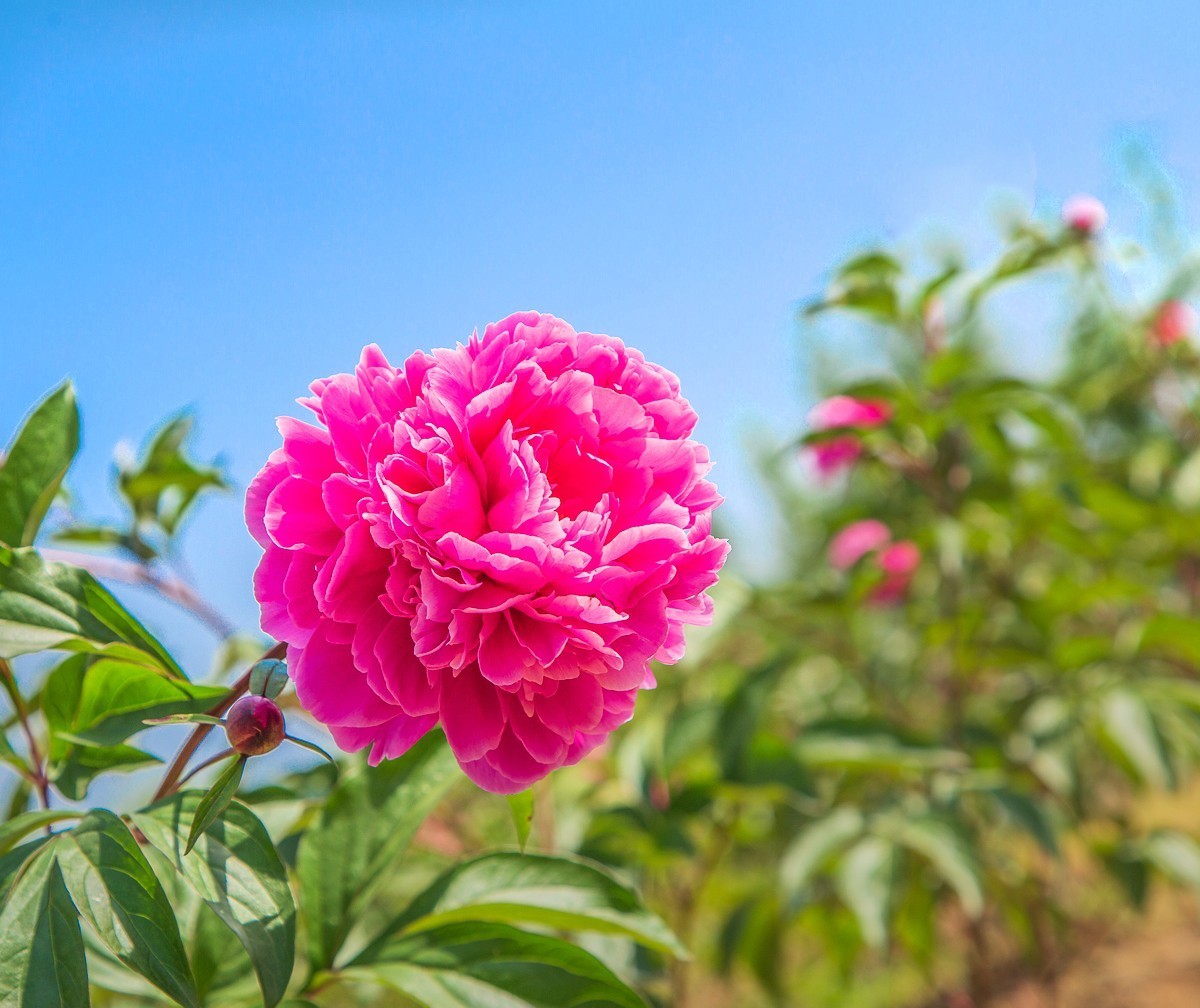 20210505扬州芍药园芍药花二