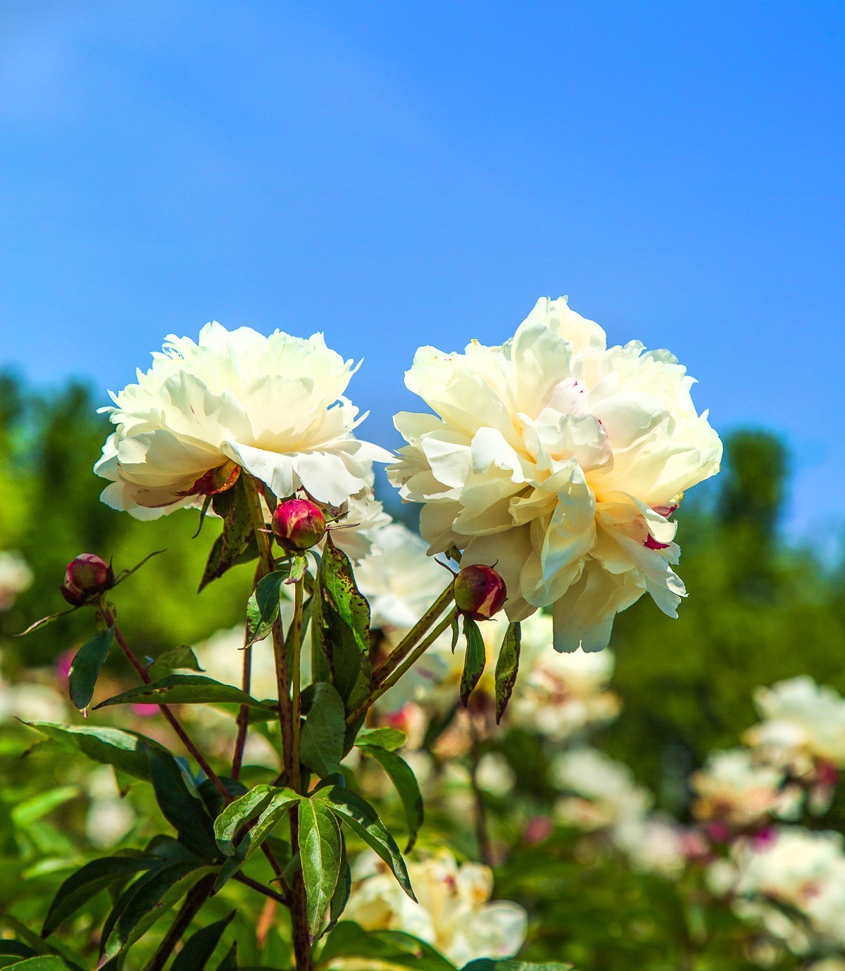 20210505扬州芍药园芍药花二