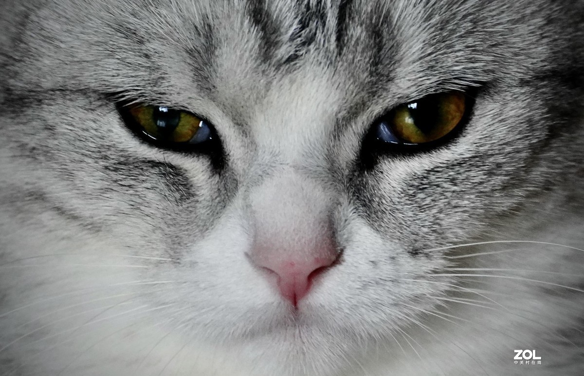 索尼A7R3+腾龙150-500拍猫