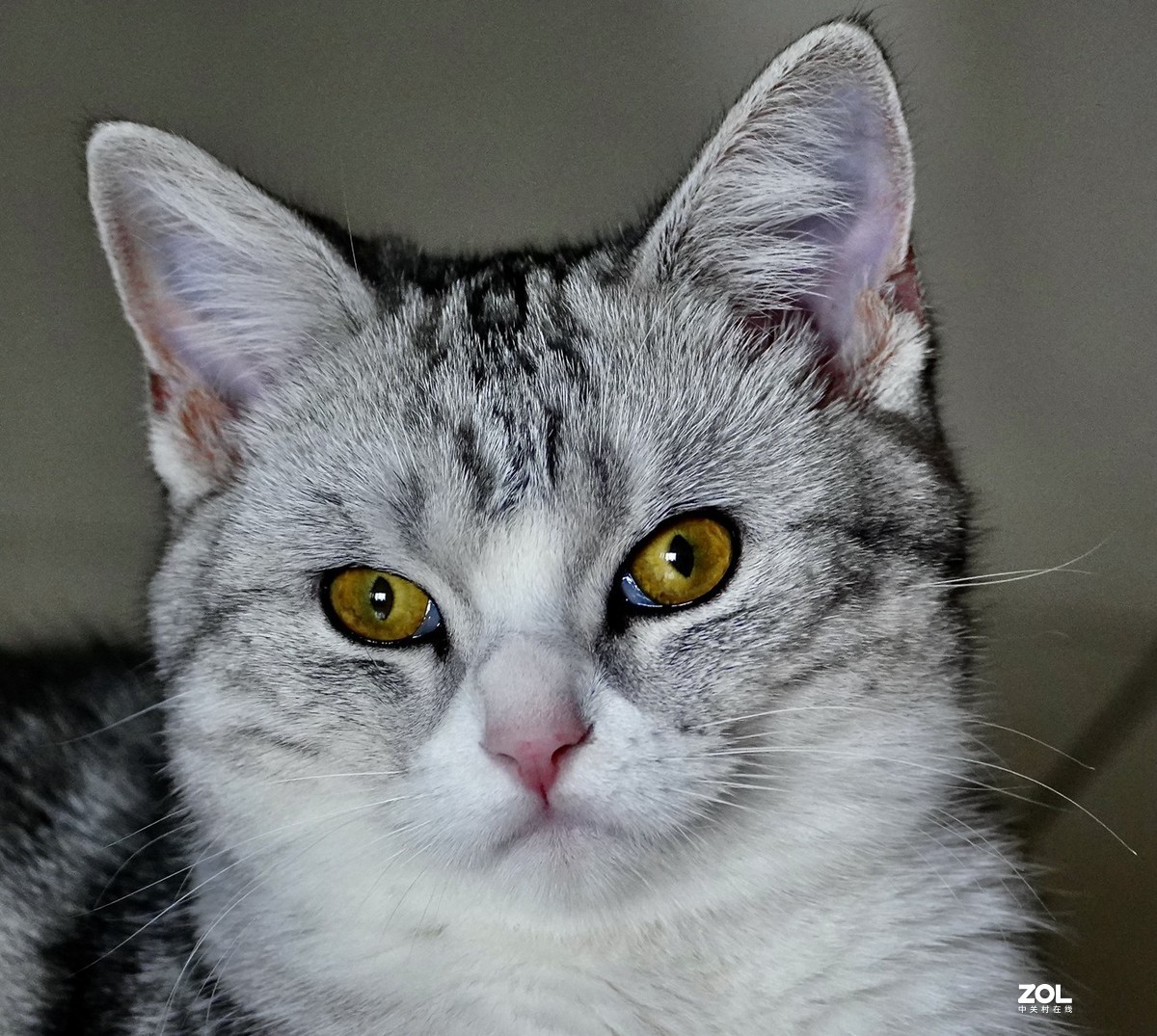 索尼A7R3+腾龙150-500拍猫