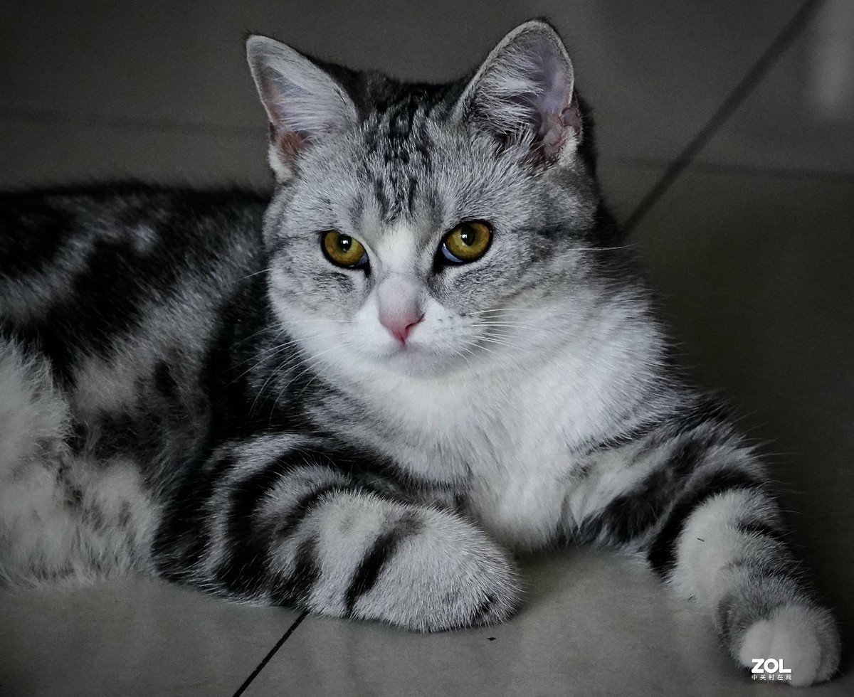 索尼A7R3+腾龙150-500拍猫