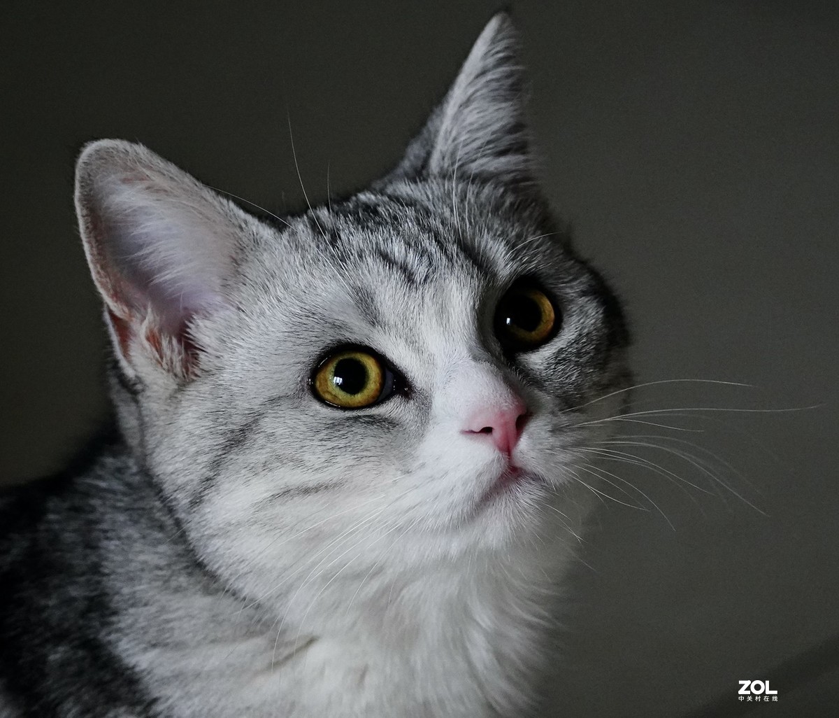 索尼A7R3+腾龙150-500拍猫