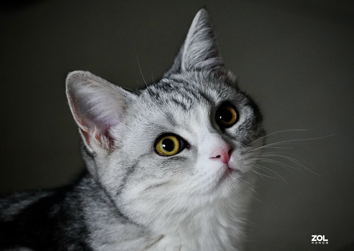 索尼A7R3+腾龙150-500拍猫