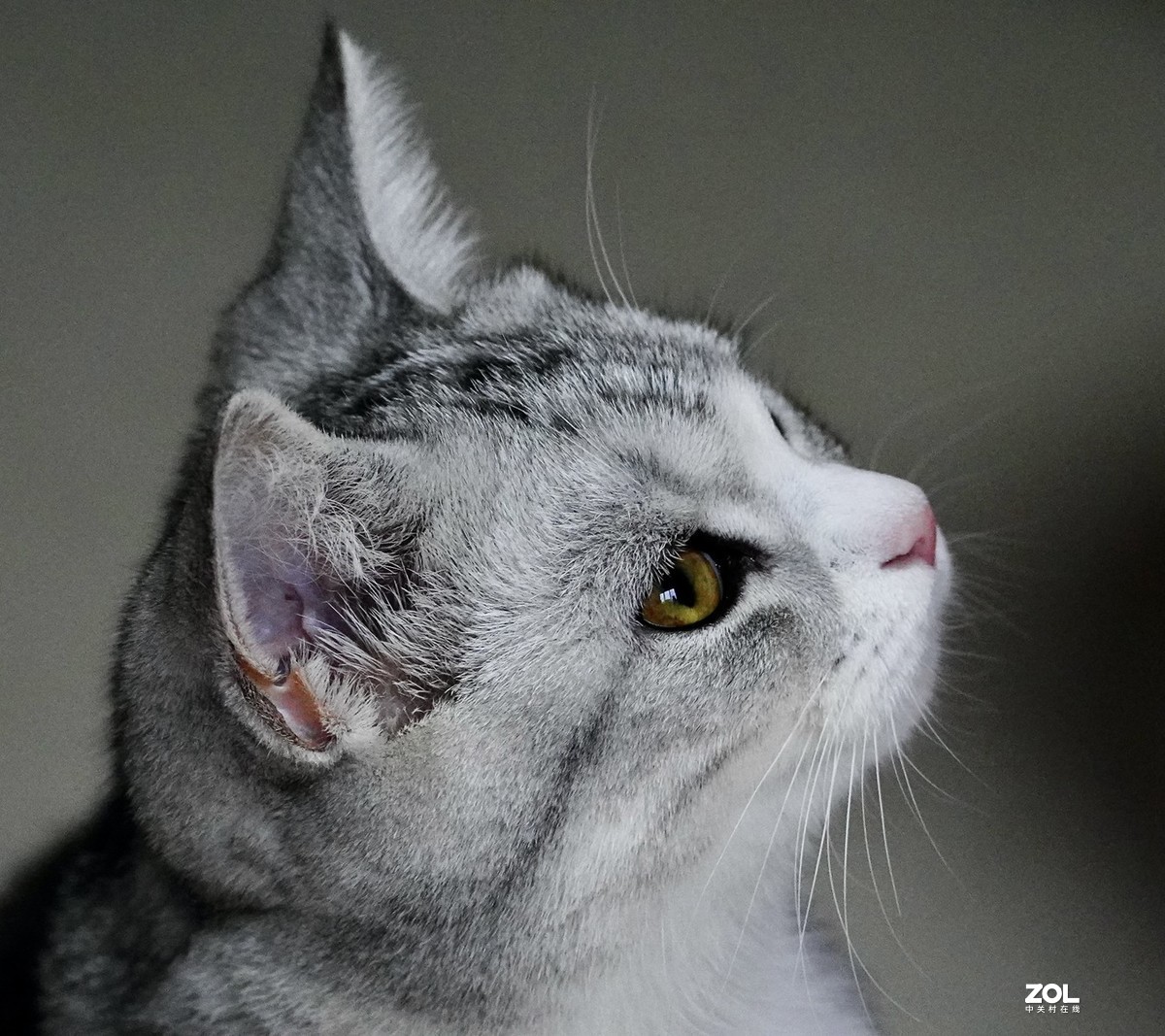 索尼A7R3+腾龙150-500拍猫