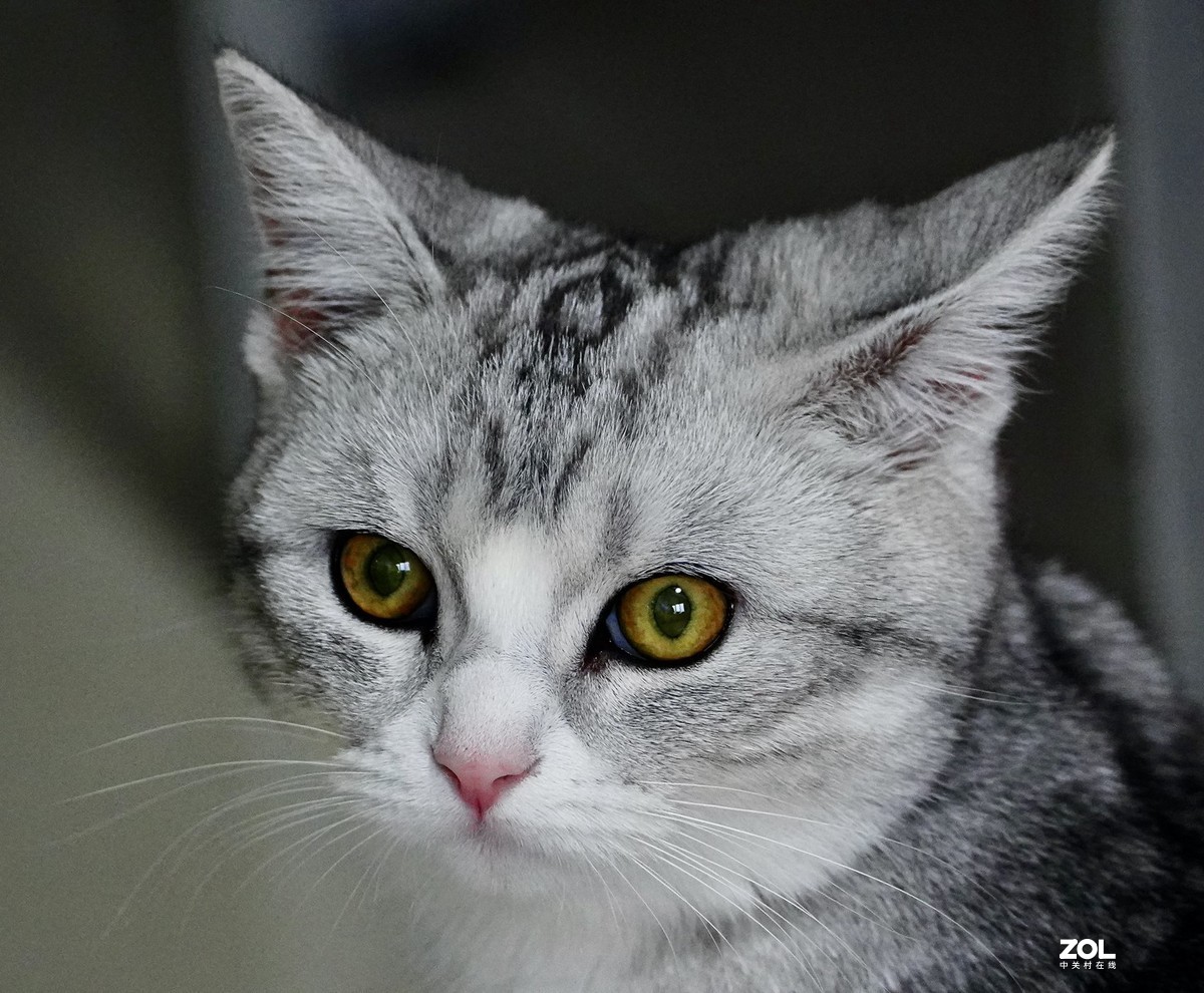 索尼A7R3+腾龙150-500拍猫