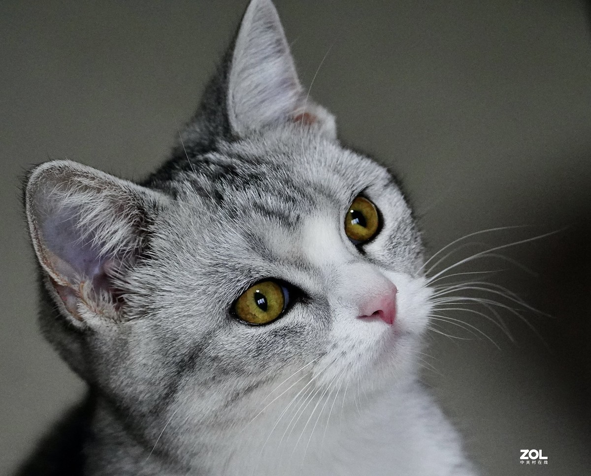 索尼A7R3+腾龙150-500拍猫