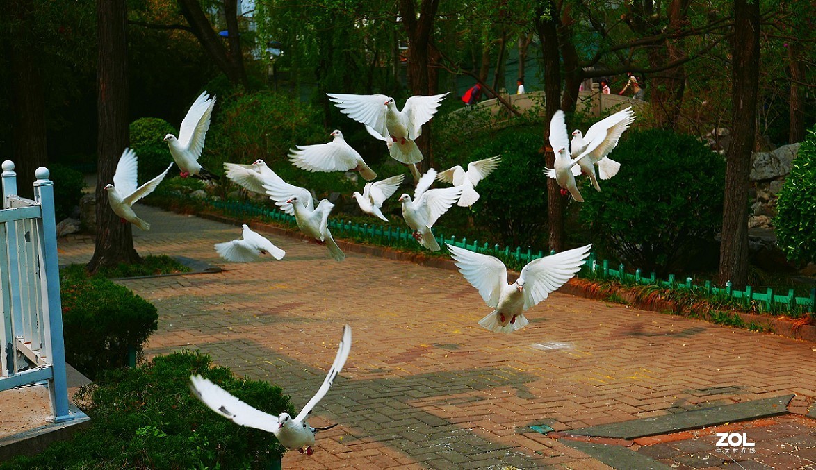 卡片机和60D的一组杂拍，这几天终于有点凉快了，再过几天就可以出去溜达扫街了！哈哈