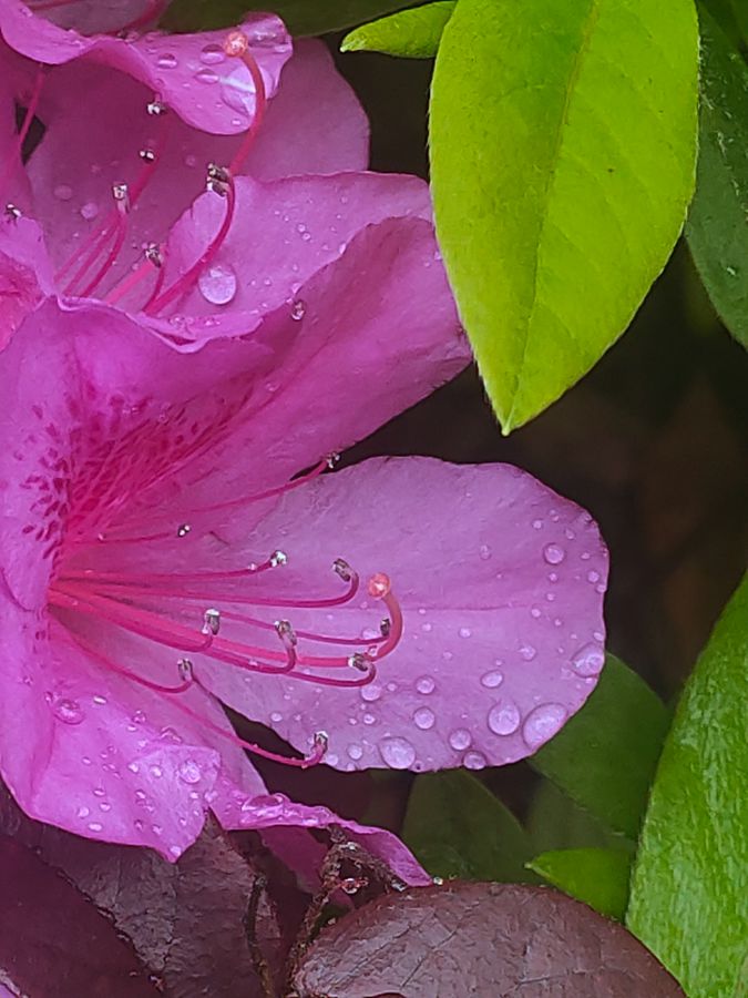 花卉系列【2680】