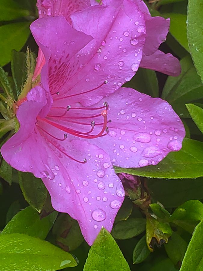 花卉系列【2680】