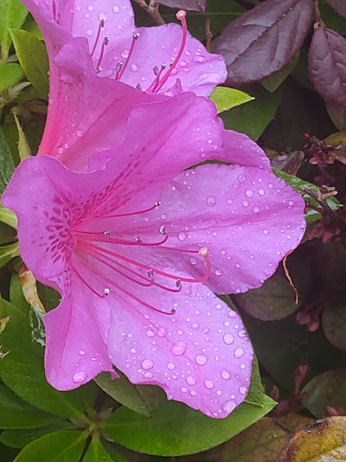 花卉系列【2680】