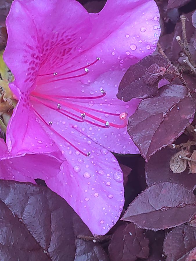 花卉系列【2680】