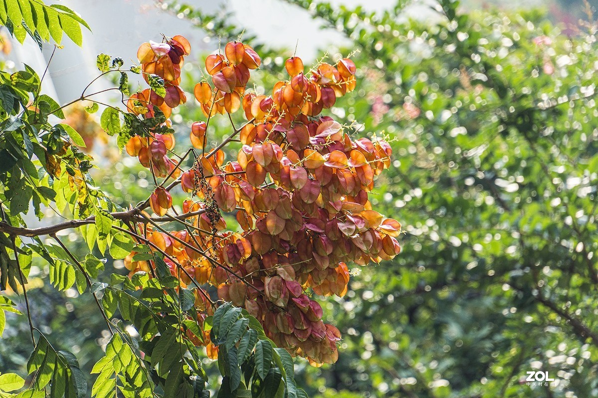 栾树开花结果也漂亮（2）