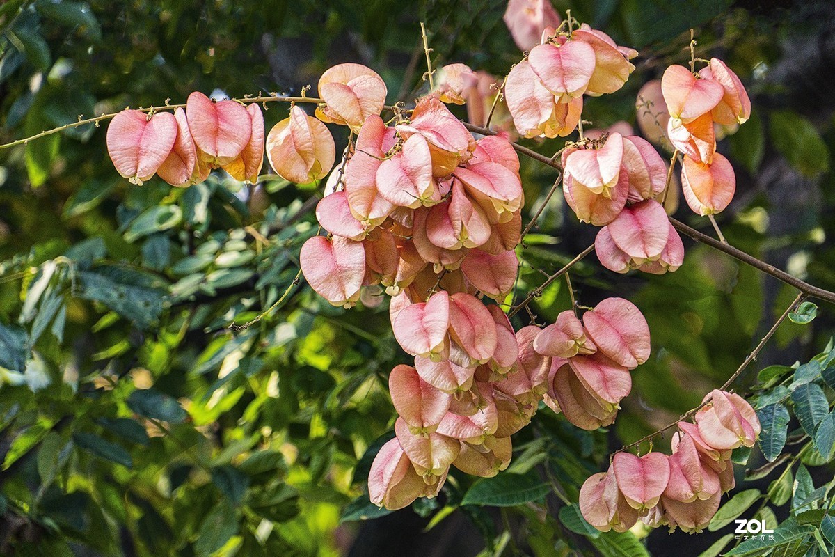 栾树开花结果也漂亮（2）