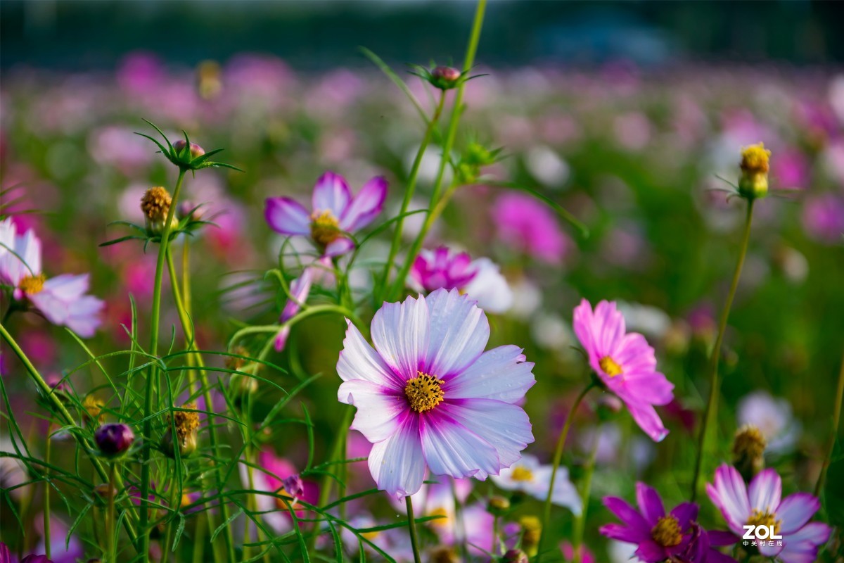 春暖花开 牛气冲天