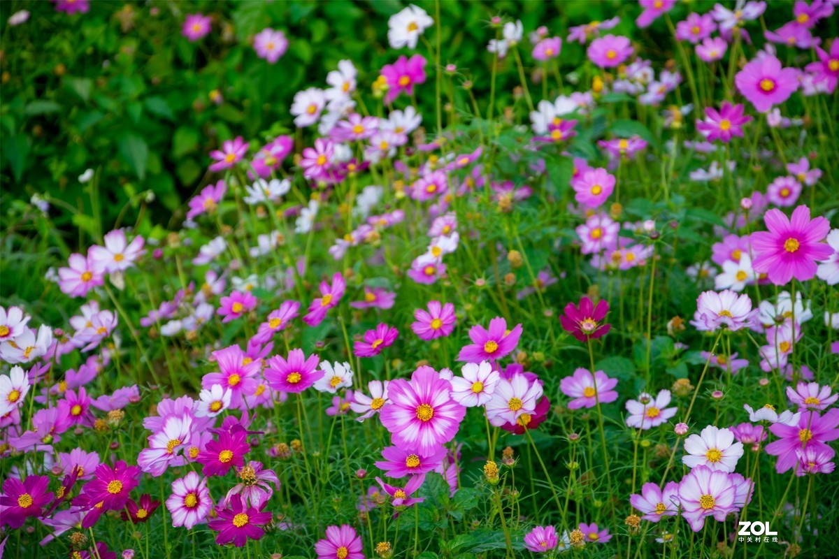 春暖花开 牛气冲天
