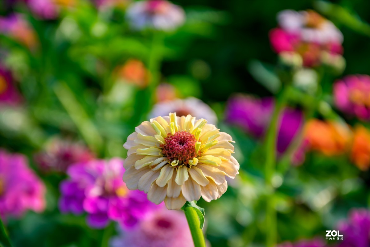 春暖花开 牛气冲天