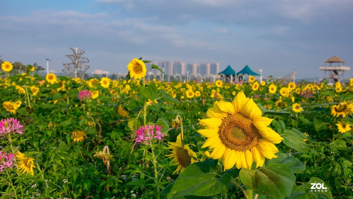 春暖花开 牛气冲天
