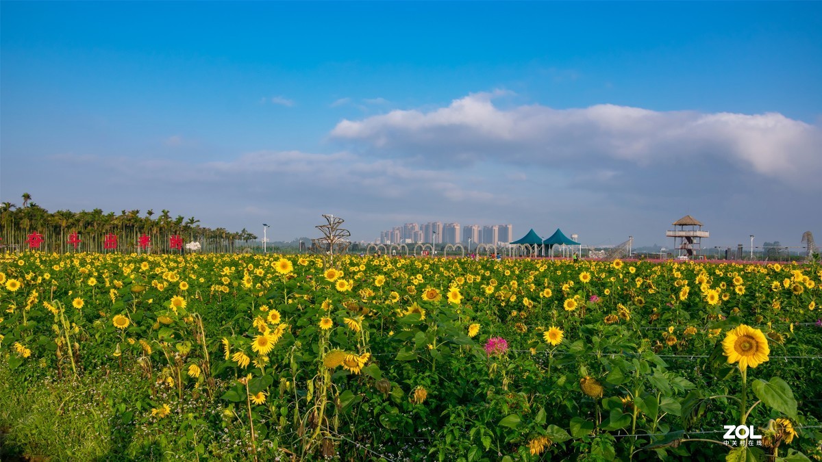 春暖花开 牛气冲天