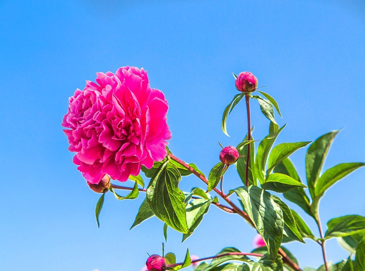 20210505扬州芍药园芍药花二