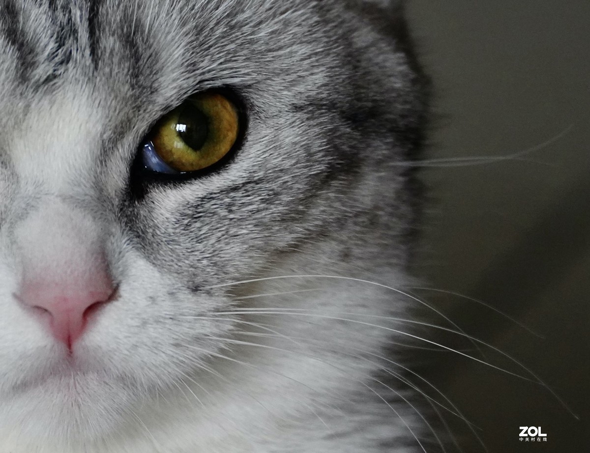 索尼A7R3+腾龙150-500拍猫