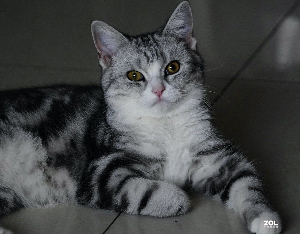 索尼A7R3+腾龙150-500拍猫