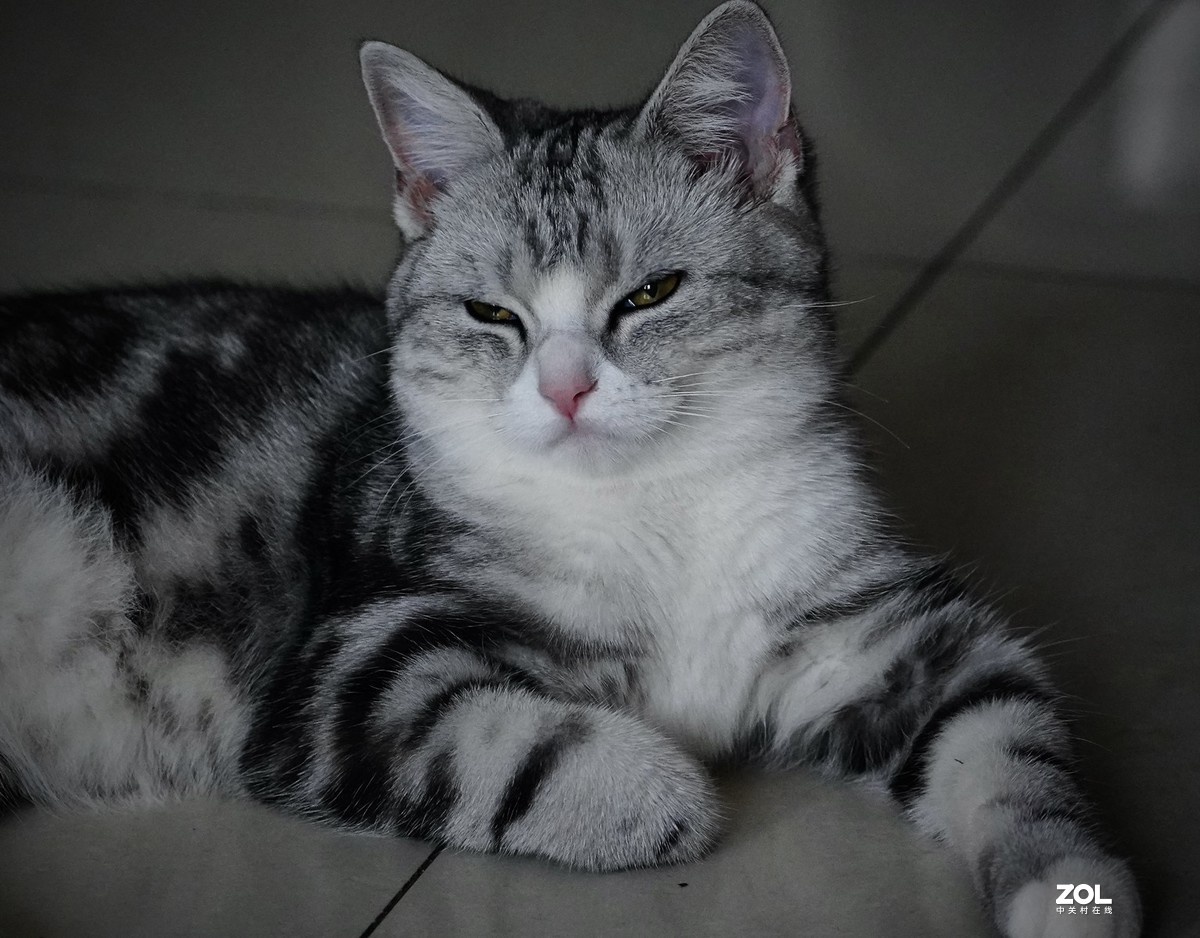 索尼A7R3+腾龙150-500拍猫