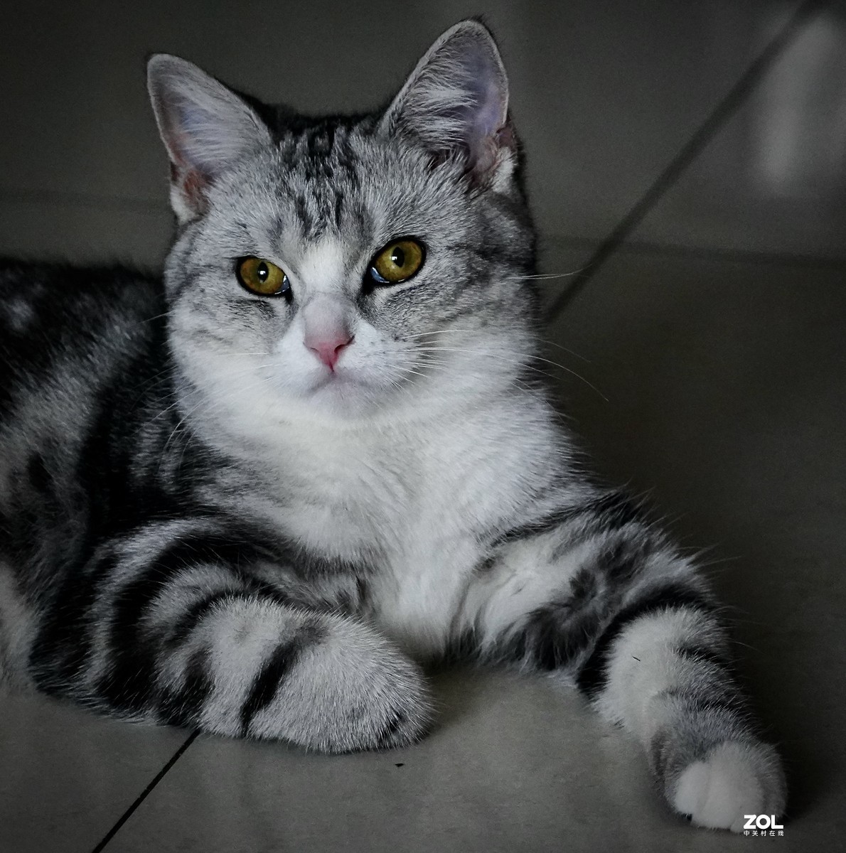 索尼A7R3+腾龙150-500拍猫