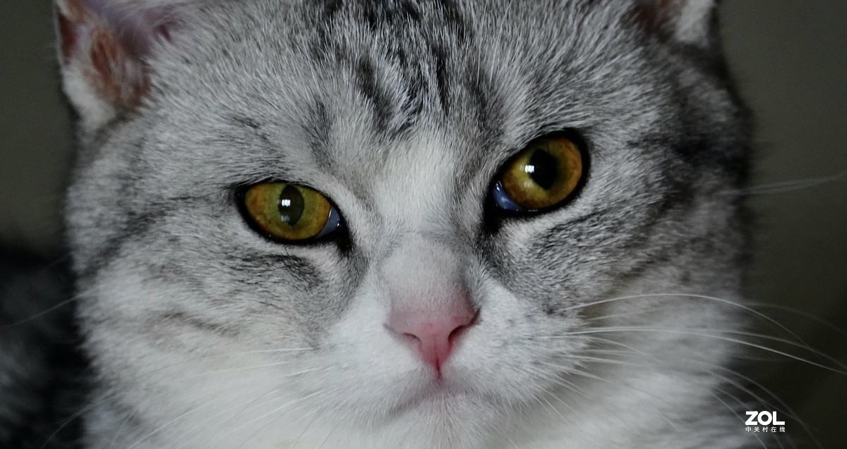 索尼A7R3+腾龙150-500拍猫