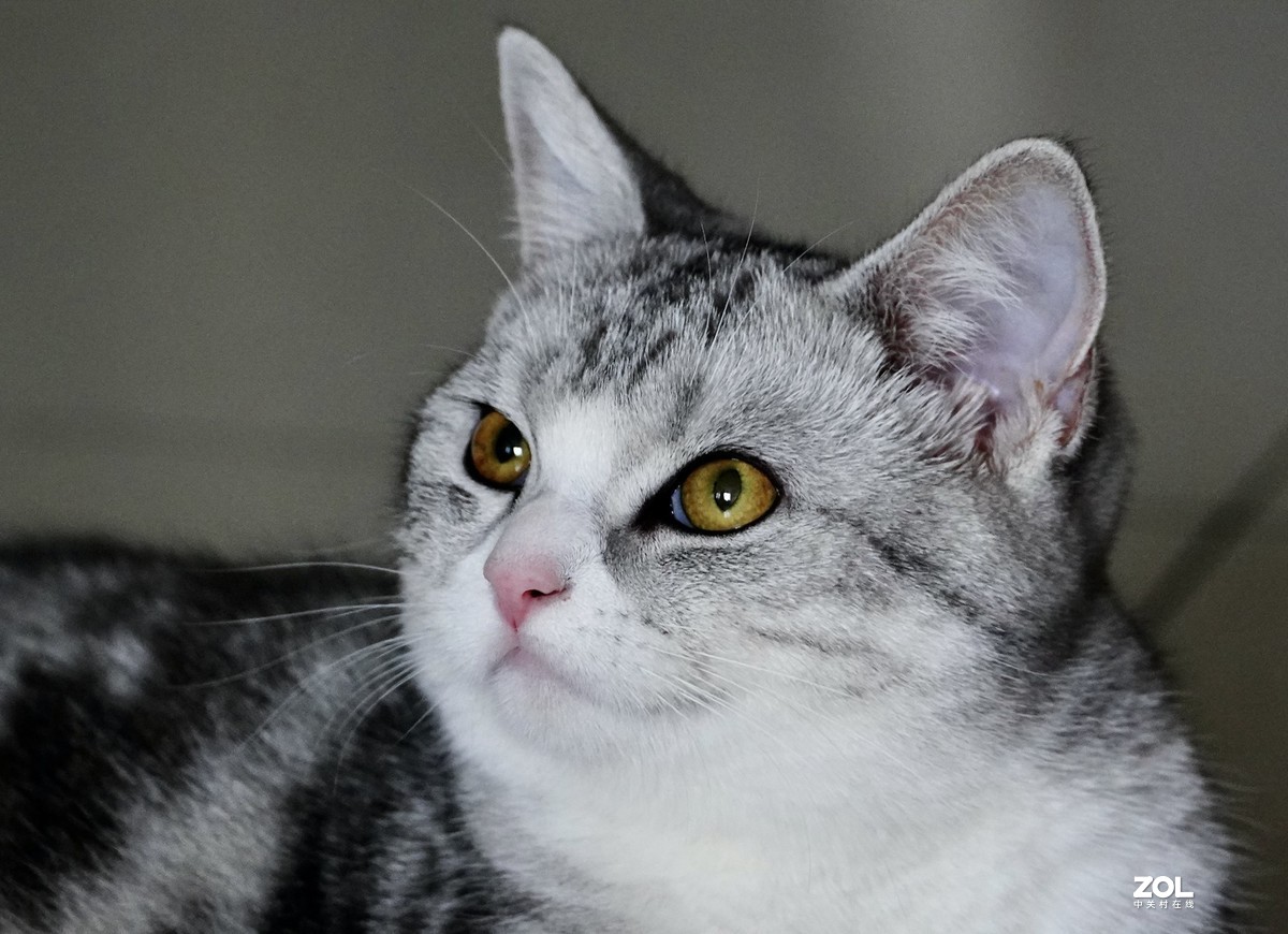 索尼A7R3+腾龙150-500拍猫