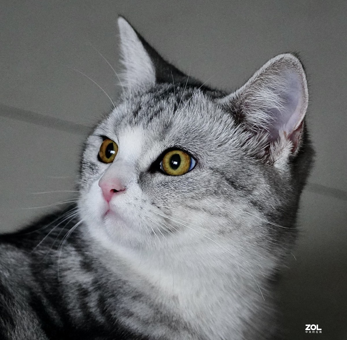 索尼A7R3+腾龙150-500拍猫