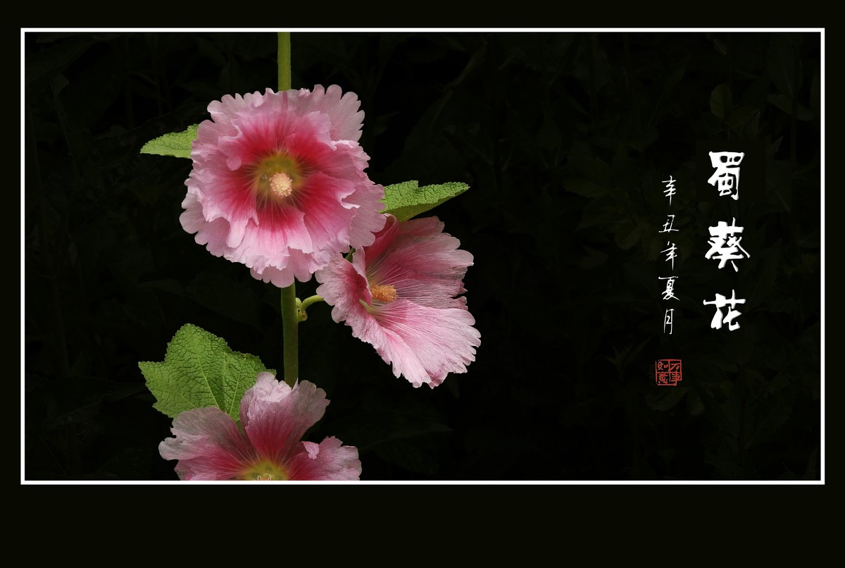 节节高的漂亮花蜀葵花