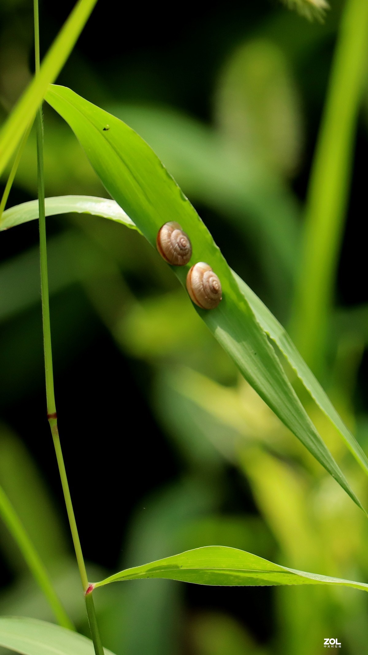 青草上的蜗牛叶子上的昆虫