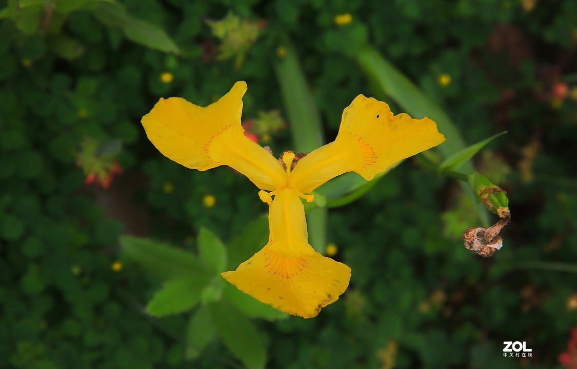 卡片机和60D的一组杂拍，这几天终于有点凉快了，再过几天就可以出去溜达扫街了！哈哈