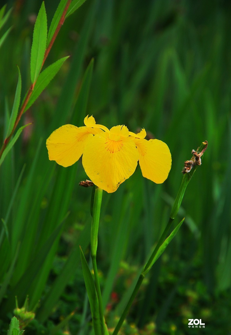 卡片机和60D的一组杂拍，这几天终于有点凉快了，再过几天就可以出去溜达扫街了！哈哈