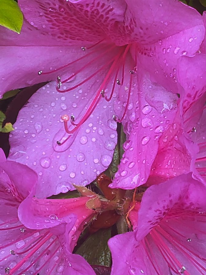 花卉系列【2680】