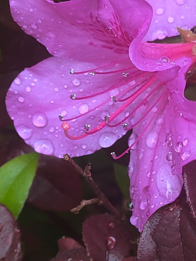 花卉系列【2680】