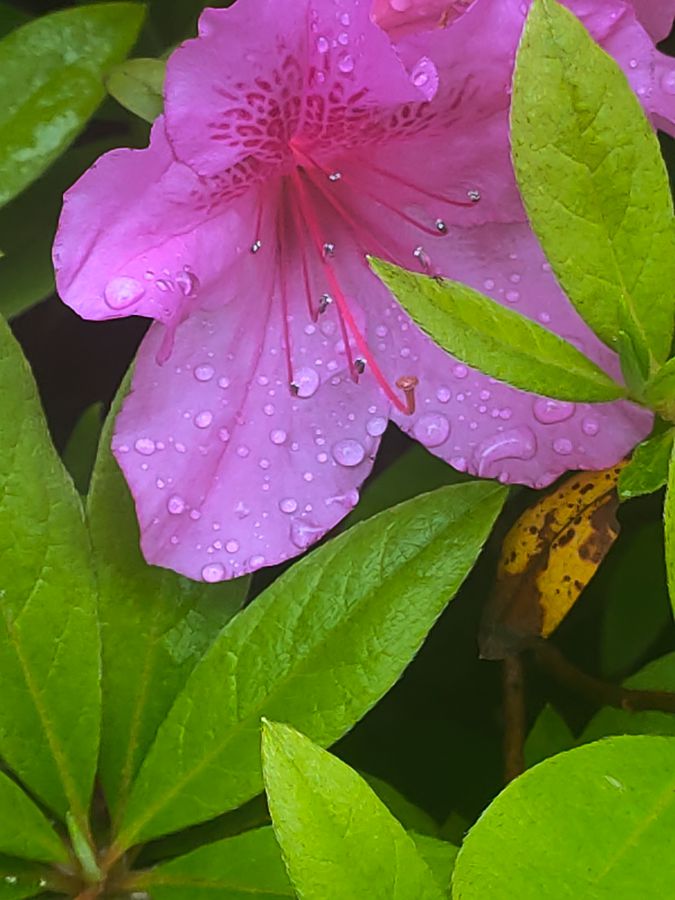 花卉系列【2680】