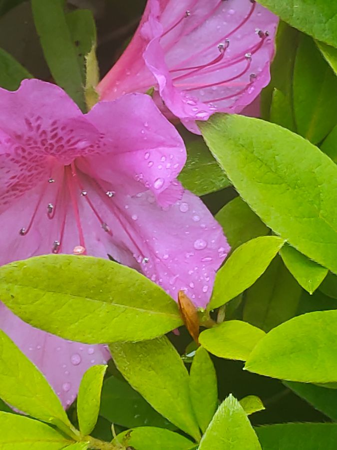 花卉系列【2680】